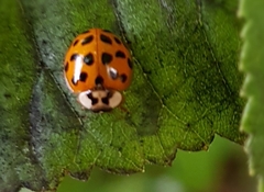 Harmonia axyridis