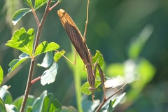 Mantis religiosa