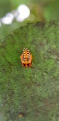 Harmonia axyridis