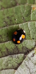 Harmonia axyridis