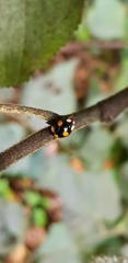 Harmonia axyridis
