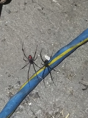 Latrodectus geometricus