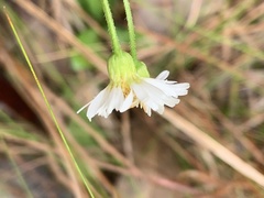 Erigeron vernus
