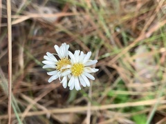 Erigeron vernus