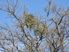 Psittacanthus calyculatus