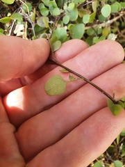 Chenopodium allanii