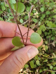 Chenopodium allanii