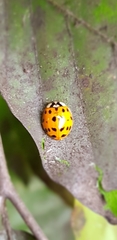 Harmonia axyridis