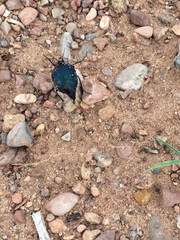 Cysteodemus wislizeni