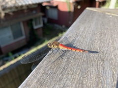 Sympetrum frequens