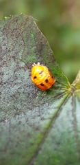 Harmonia axyridis
