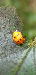 Harmonia axyridis