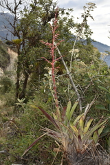 Tillandsia tovarensis