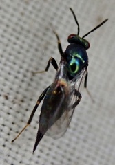 Ormyrus nitidulus