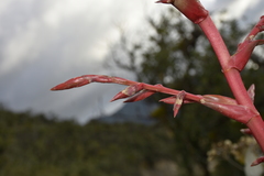 Tillandsia tovarensis