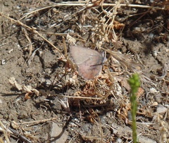 Callophrys augustinus iroides