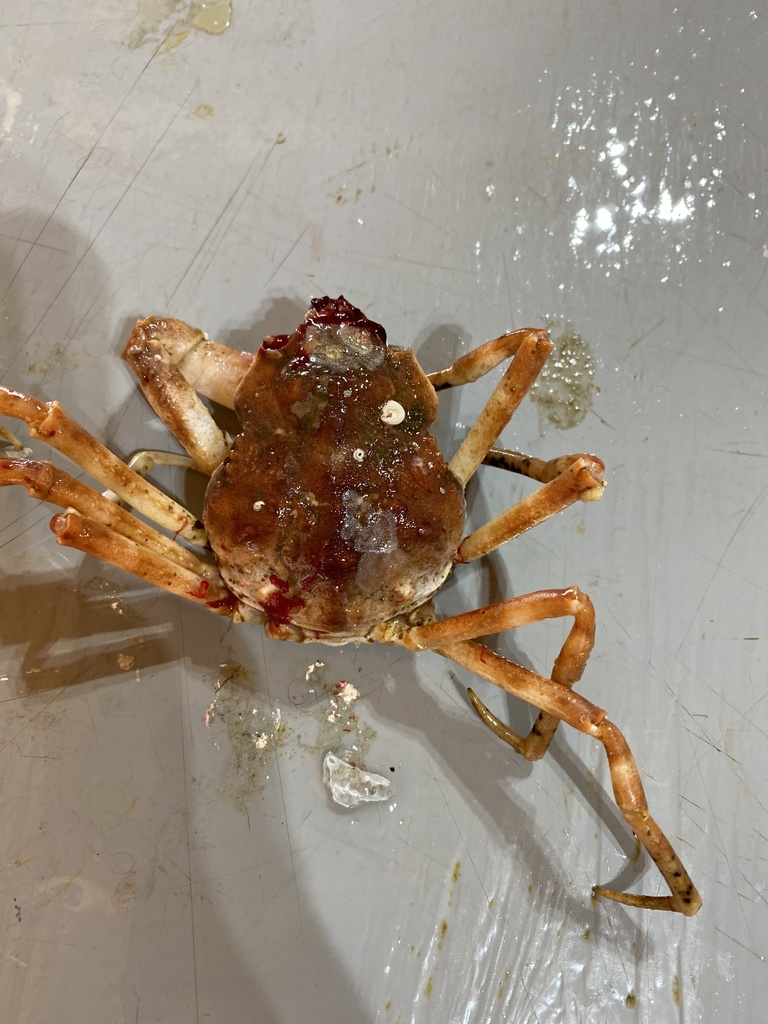 Hyas alutaceus