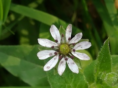 Microbotryum stellariae