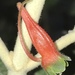 Tropaeolum pubescens - Photo (c) Nicolás Baresch Uribe, algunos derechos reservados (CC BY), subido por Nicolás Baresch Uribe