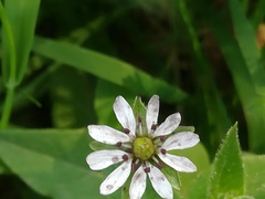 Microbotryum stellariae