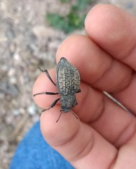 Philolithus morbillosus