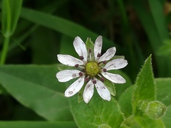 Microbotryum stellariae