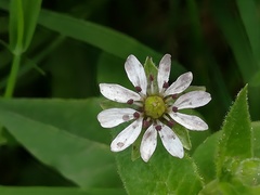 Microbotryum stellariae