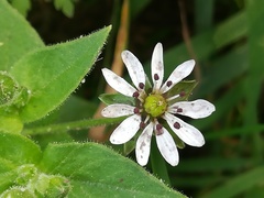 Microbotryum stellariae