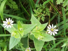 Microbotryum stellariae