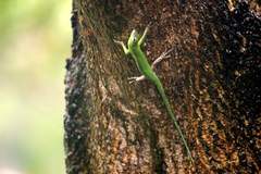 Lamprolepis smaragdina