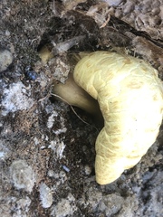 Buchwaldoboletus