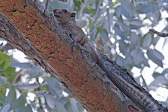 Callosciurus erythraeus