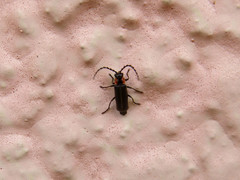 Polemius denticornis