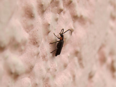 Polemius denticornis