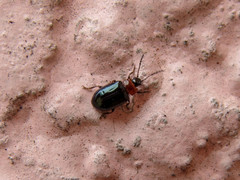 Microtheca semilaevis