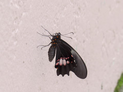 Heraclides anchisiades capys