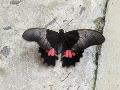 Heraclides anchisiades capys