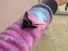 Heraclides anchisiades capys