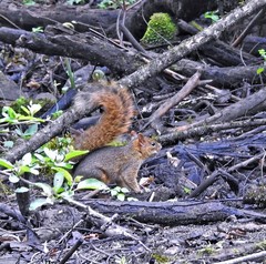 Sciurus ignitus