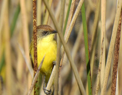 Pseudocolopteryx flaviventris
