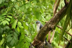 Accipiter albogularis