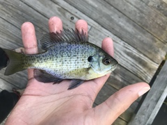Lepomis macrochirus macrochirus