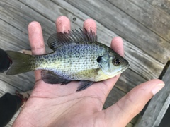 Lepomis macrochirus macrochirus