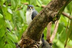 Accipiter albogularis