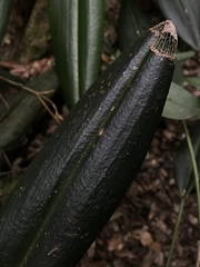 Pleurothallis restrepioides