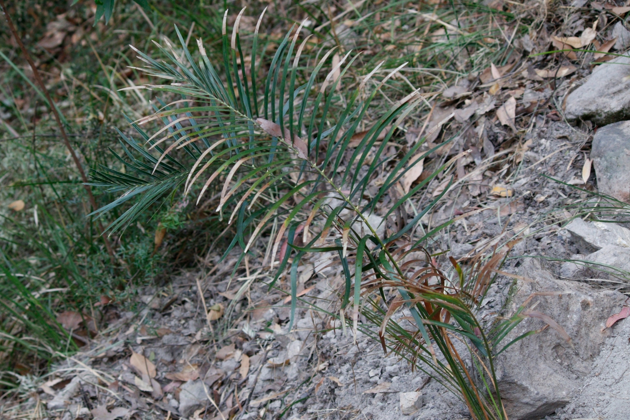 Macrozamia lucida