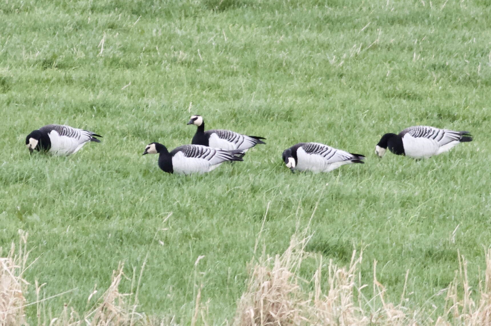 Barnacle Goose