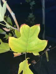 Liriodendron tulipifera