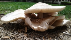 Basidiomycota