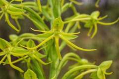Habenaria novemfida